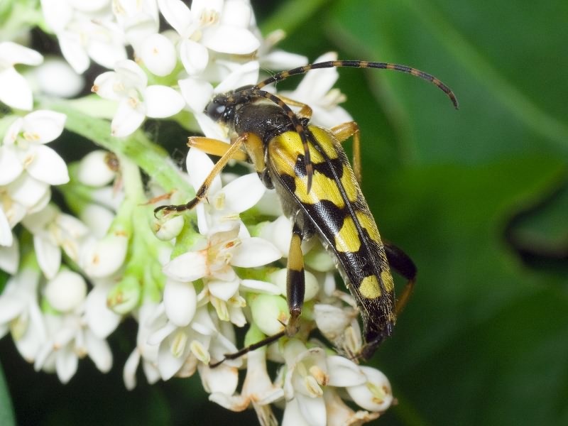 Rutpela maculata (Poda, 1761)